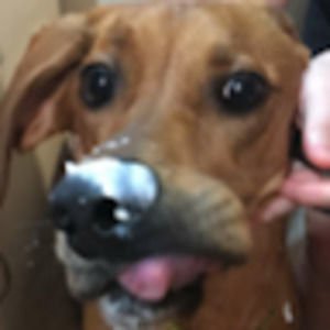 Meet your Posher, Dinah